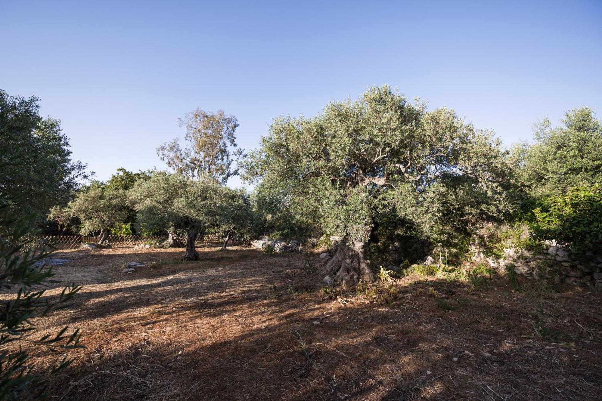 Olive Garden Venetia Villa Prines (Rethymno)